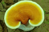 灵芝孢子粉对身体有什么好处？居然有这么好！