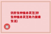 仿野生种植赤灵芝(野生种植赤灵芝助力健康生活)