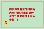 核桃地里有灵芝吗图片大全(核桃地里也能种灵芝？快来看这个图片合集！)