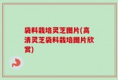 袋料栽培灵芝图片(高清灵芝袋料栽培图片欣赏)