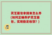 灵芝菌包拿回来怎么养(如何正确养护灵芝菌包，实现稳定收获？)
