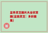 盆养灵芝图片大全欣赏图(盆栽灵芝：多彩图集)