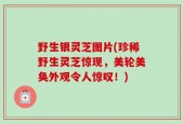野生银灵芝图片(珍稀野生灵芝惊现，美轮美奂外观令人惊叹！)