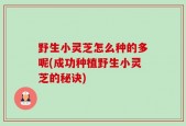 野生小灵芝怎么种的多呢(成功种植野生小灵芝的秘诀)
