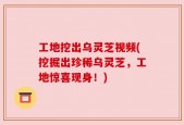 工地挖出乌灵芝视频(挖掘出珍稀乌灵芝，工地惊喜现身！)