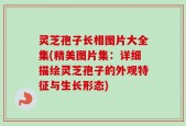 灵芝孢子长相图片大全集(精美图片集：详细描绘灵芝孢子的外观特征与生长形态)