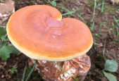 低血糖症可不可以吃灵芝孢子粉？低血糖患者绝对不知道！