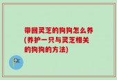 带回灵芝的狗狗怎么养(养护一只与灵芝相关的狗狗的方法)