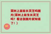 菜树上面能长灵芝吗图片(菜树上能生长灵芝吗？看这张图片就知道了！)