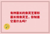 有种菌长的像灵芝蕈形菌长得像灵芝，你知道它是什么吗？