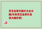 灵芝虫草片图片大全大图(珍贵灵芝虫草片高清大图欣赏)