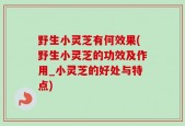 野生小灵芝有何效果(野生小灵芝的功效及作用_小灵芝的好处与特点)