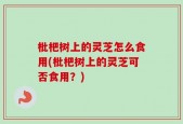 枇杷树上的灵芝怎么食用(枇杷树上的灵芝可否食用？)
