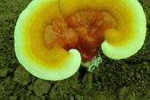 什么样的灵芝孢子粉好？当然是它！