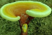 灵芝孢子粉的好转反应有哪些？有这些症状说明身体在好转！