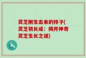 灵芝刚生出来的样子(灵芝初长成：揭开神奇灵芝生长之谜)