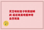 灵芝喷射孢子粉震撼瞬间 超近距离观看神奇自然现象