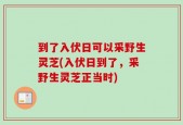 到了入伏日可以采野生灵芝(入伏日到了，采野生灵芝正当时)