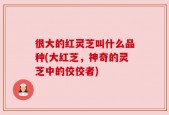 很大的红灵芝叫什么品种(大红芝，神奇的灵芝中的佼佼者)