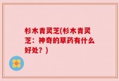杉木青灵芝(杉木青灵芝：神奇的草药有什么好处？)