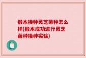 椴木接种灵芝菌种怎么样(椴木成功进行灵芝菌种接种实验)