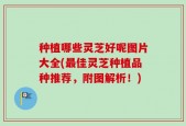 种植哪些灵芝好呢图片大全(最佳灵芝种植品种推荐，附图解析！)