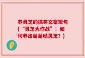 养灵芝的搞笑文案短句(“灵芝大作战”：如何养出萌萌哒灵芝？)