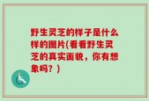 野生灵芝的样子是什么样的图片(看看野生灵芝的真实面貌，你有想象吗？)