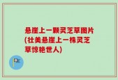悬崖上一颗灵芝草图片(壮美悬崖上一株灵芝草惊艳世人)