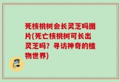 死核桃树会长灵芝吗图片(死亡核桃树可长出灵芝吗？寻访神奇的植物世界)