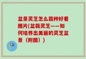 盆景灵芝怎么栽种好看图片(盆栽灵芝——如何培养出美丽的灵芝盆景（附图）)