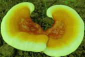 化疗期间能吃灵芝孢子粉吗？癌症患者的福音