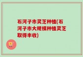 石河子市灵芝种植(石河子市大规模种植灵芝取得丰收)