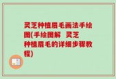 灵芝种植眉毛画法手绘图(手绘图解  灵芝种植眉毛的详细步骤教程)