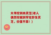 大爷挖到肉灵芝(老人偶然挖掘到罕见野生灵芝，价值不菲！)