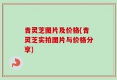 青灵芝图片及价格(青灵芝实拍图片与价格分享)
