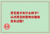 灵芝孢子长什么样子？认识灵芝的营养价值和生长过程？