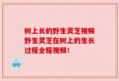 树上长的野生灵芝视频野生灵芝在树上的生长过程全程视频！