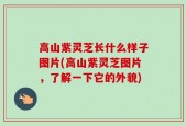 高山紫灵芝长什么样子图片(高山紫灵芝图片，了解一下它的外貌)