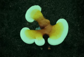 灵芝孢子粉能改善睡眠吗？还在为睡不着而烦恼？