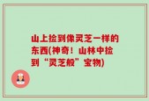山上捡到像灵芝一样的东西(神奇！山林中捡到“灵芝般”宝物)