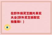 在野外摘灵芝图片真实大全(野外灵芝摘取实拍集锦！)