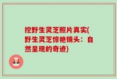 挖野生灵芝照片真实(野生灵芝惊艳镜头：自然呈现的奇迹)