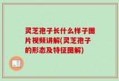 灵芝孢子长什么样子图片视频讲解(灵芝孢子的形态及特征图解)