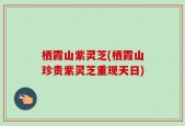 栖霞山紫灵芝(栖霞山珍贵紫灵芝重现天日)