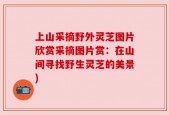 上山采摘野外灵芝图片欣赏采摘图片赏：在山间寻找野生灵芝的美景)
