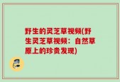 野生的灵芝草视频(野生灵芝草视频：自然草原上的珍贵发现)