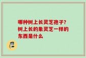 哪种树上长灵芝孢子？树上长的象灵芝一样的东西是什么