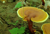 灵芝孢子粉是热性还是凉性？你的体质适合吃吗？
