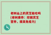 老树山上的灵芝能吃吗(老树康养：挖掘灵芝营养，提高免疫力)